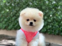 Pomeranian Boo Köpeği