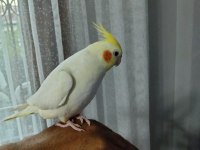 8 günlük bebek sultan papağanlar