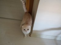 Erkek cins kedimizi sahiplendirme