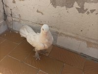 Taklacı değerli süt beyaz sağlıklı güvercin