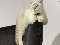 YAKIŞIKLI BRİTİSH SHORTHAİR OĞLUMU SAHİPLENDİRİYORUM