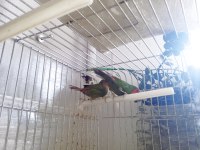 LUTİNO TAŞIYICI PARROTLAR