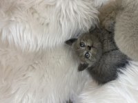 Güzel scottish fold yavrular yeni yuvalarını arıyor
