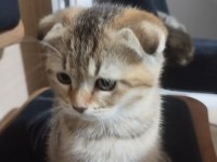 Scottish Fold Dişi Yavru Sahiplendirilecek