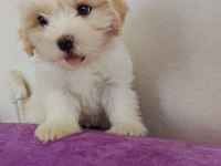 Maltipoo küçük kızım