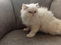 Uygun fiyata iran egzotik longhair