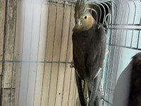 Satılık Sultan Papağanları – Grey ve WF Dişi