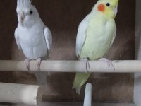 İster çift ister tek 3 adet satılık sultan papağanı