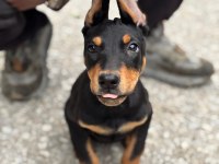 Doberman A kalite