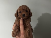 Orjinal ırk red brown renk dişi erkek poodle
