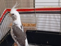 Uyguna ele alışkın yavru papağanımız