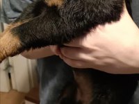 Kalitenin de kalitesi koca kafa erkek rottweiler