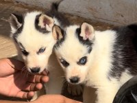 Antalya husky yavru