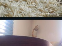 4 adet yavru british shorthair safkan