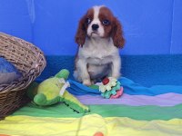 Muhteşem cavalier king charles