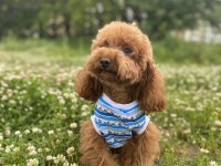 Red Brown Toy Poodle