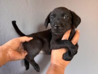 Mükemmel kalitede labrador bebeklerimiz için acele edin