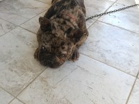 ERKEK 1.5 YAŞINDA FRENCH BULLDOG