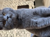 7 aylık british shorthair erkek