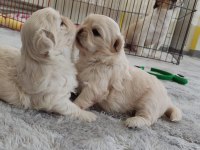 60 günlük safkan PEKINEZ