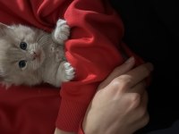 Evde yetişmiş safkan XXL boy Maine coon yavrusu