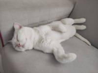 Safkan orjinal british shorthair beyaz erkek