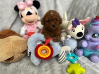 RED BROWN TOY POODLE