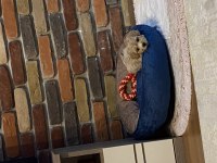 2 aylık maltipoo
