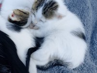 Birbirinden güzel ve yakışıklı tekirler