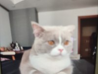 eş arıyoruz british shorthair