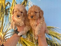 Maltipoo yavrularımız sağlık ve ırk garantilidir
