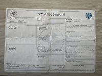 KIF SCR DOBERMAN YAVRULARI