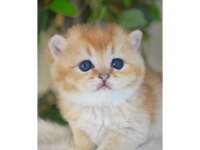 British Shorthair Golden Yavruları