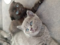 Scottish Fold British Shorthair yavrular