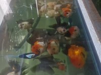 Oranda Balıkları
