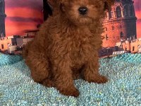 IRK VE SAĞLIK GARANTİLİ POODLE BEBEKLERİ
