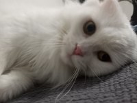 Acil ücretsiz scottish fold sahiplendirme