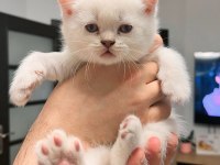 12 Mayıs doğumlu british shorthair yavrularımız