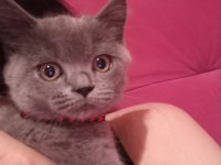 Sahibini arıyor british shorthair