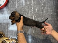 Dachshund Sosis Yavrular