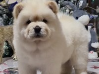 Şirin Çin Aslanı (Chow Chow) Yavrularım