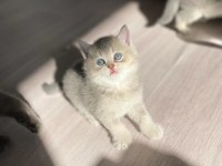 Sahiplendirme british shorthair