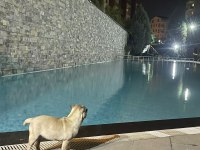 PUG CİNSİ 3.5 AYLIK DİŞİ KÖPEK (EŞYALARIYLA BERABER)