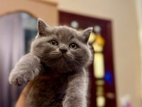 Orijinal ayı surat british shorthair