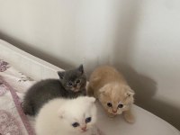 SCOTTİCH YAVRULARIM 