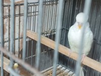 Albino takım muhabbet kuşu beyaz