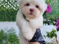 Maltese erkek yavru