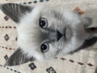 British shorthair 7 aylık erkek