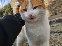 ÜCRETSİZ ev kedisi mavi gözlü