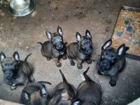 MALİNOİS YAVRU KÖPEKLER